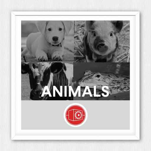 Big Room Sound Animals WAV-FANTASTiC